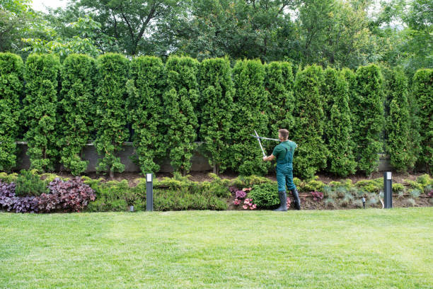 Organic Lawn Care Solutions in Frisco, TX