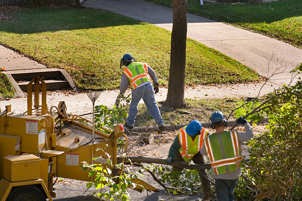 How Our Tree Care Process Works  in  Frisco, TX